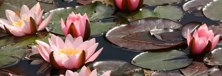 Rosa Seerosen auf einem Teich